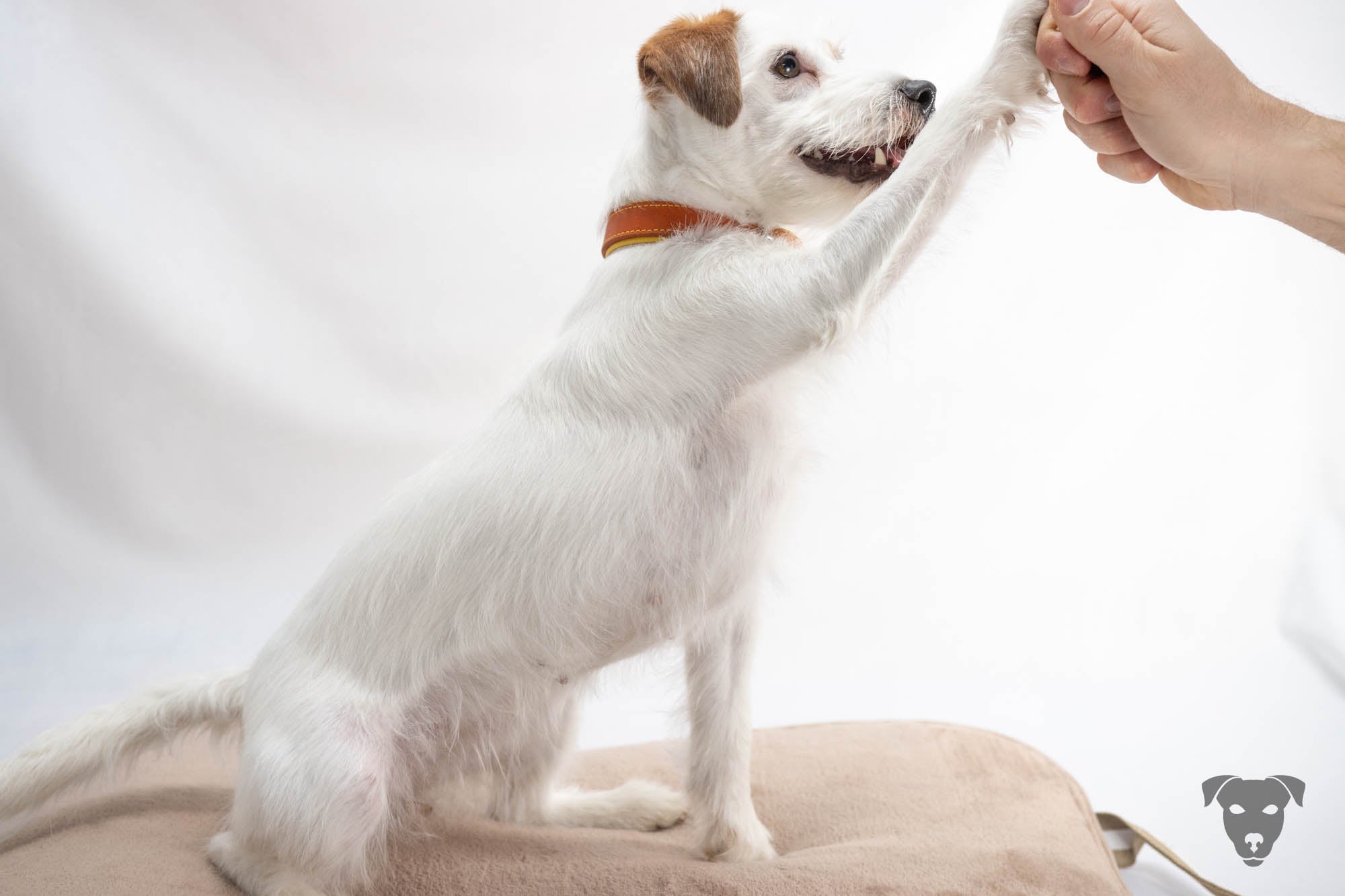 Hundehalsband feinst bestickt, handgefertigte Hundehalsbänder aus Meisterhand. Fettleder Halsband, Riemen Halsband oder klassisches Nappa Halsband, mit Lasergravur, Heiß Geprägt oder feinst bestickt, handmade-4-dogs, bourbon vanille of green spirits