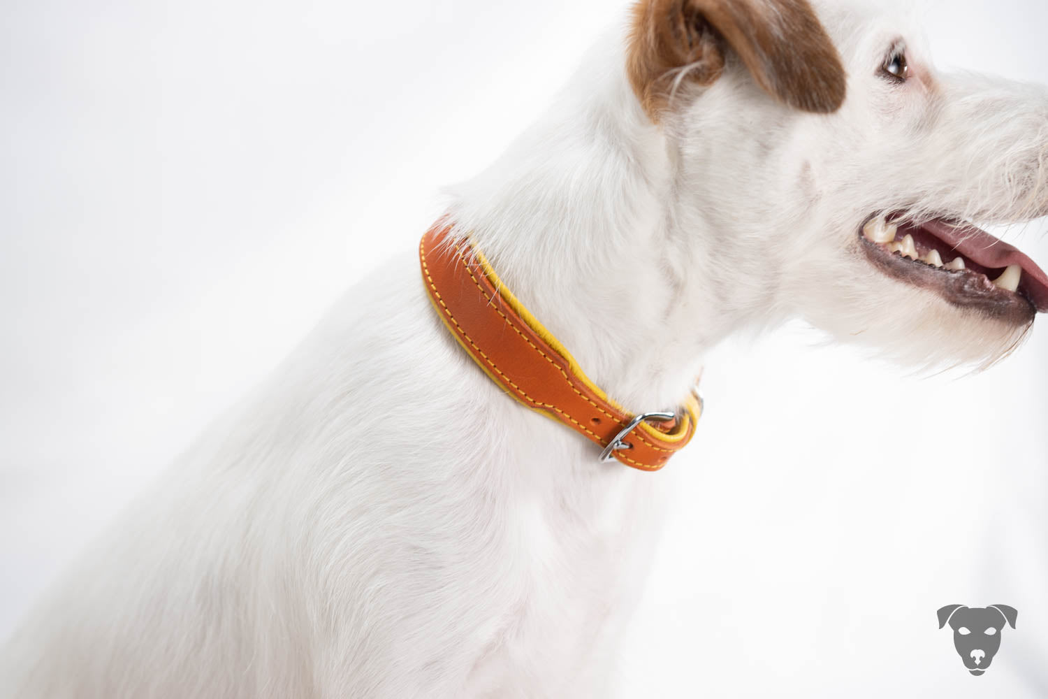 Hundehalsband feinst bestickt, handgefertigte Hundehalsbänder aus Meisterhand. Fettleder Halsband, Riemen Halsband oder klassisches Nappa Halsband, mit Lasergravur, Heiß Geprägt oder feinst bestickt, handmade-4-dogs, bourbon vanille of green spirits