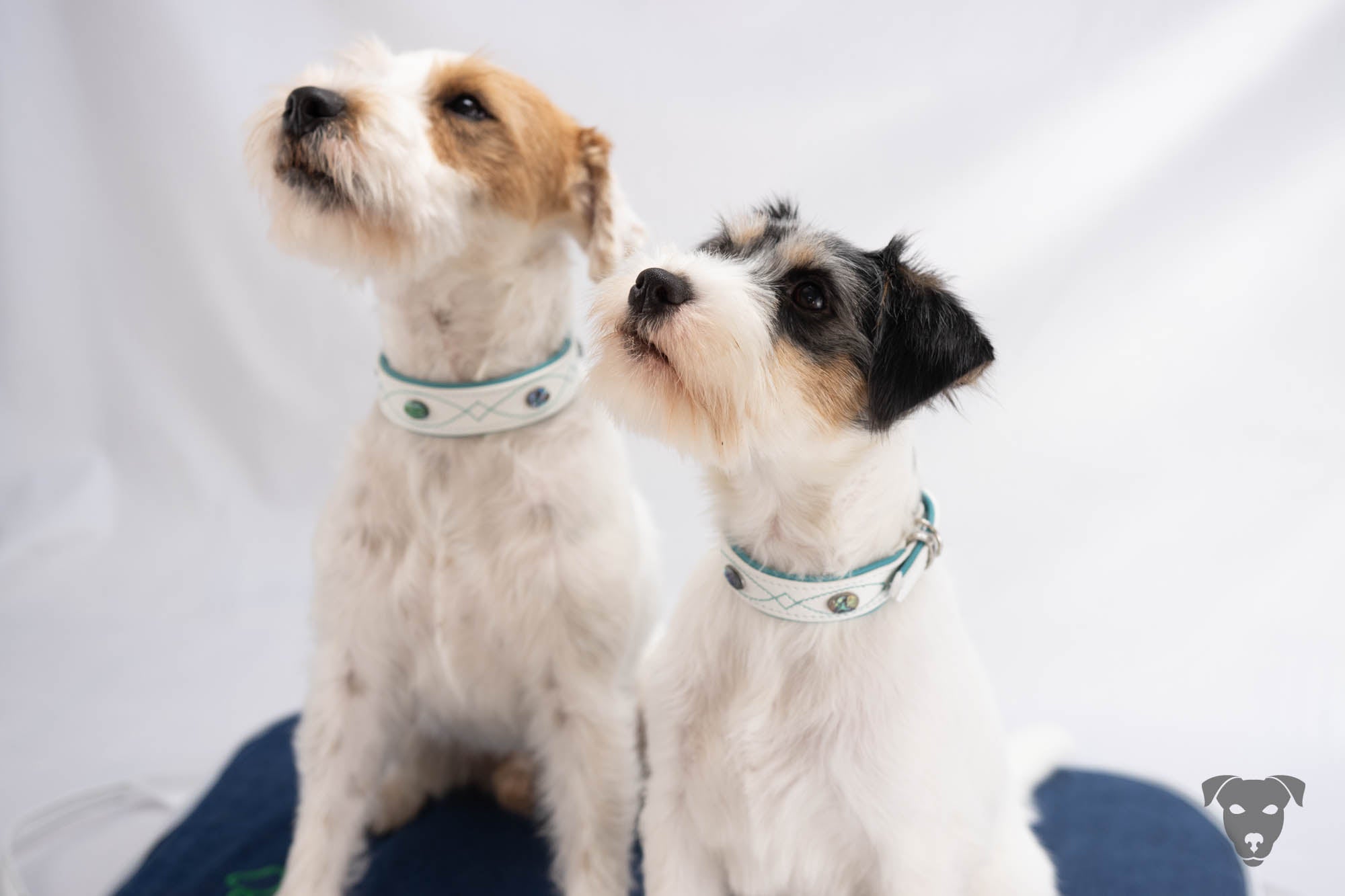 Hundehalsband feinst bestickt, handgefertigte Hundehalsbänder aus Meisterhand. Fettleder Halsband, Riemen Halsband oder klassisches Nappa Halsband, mit Lasergravur, Heiß Geprägt oder feinst bestickt, handmade-4-dogs