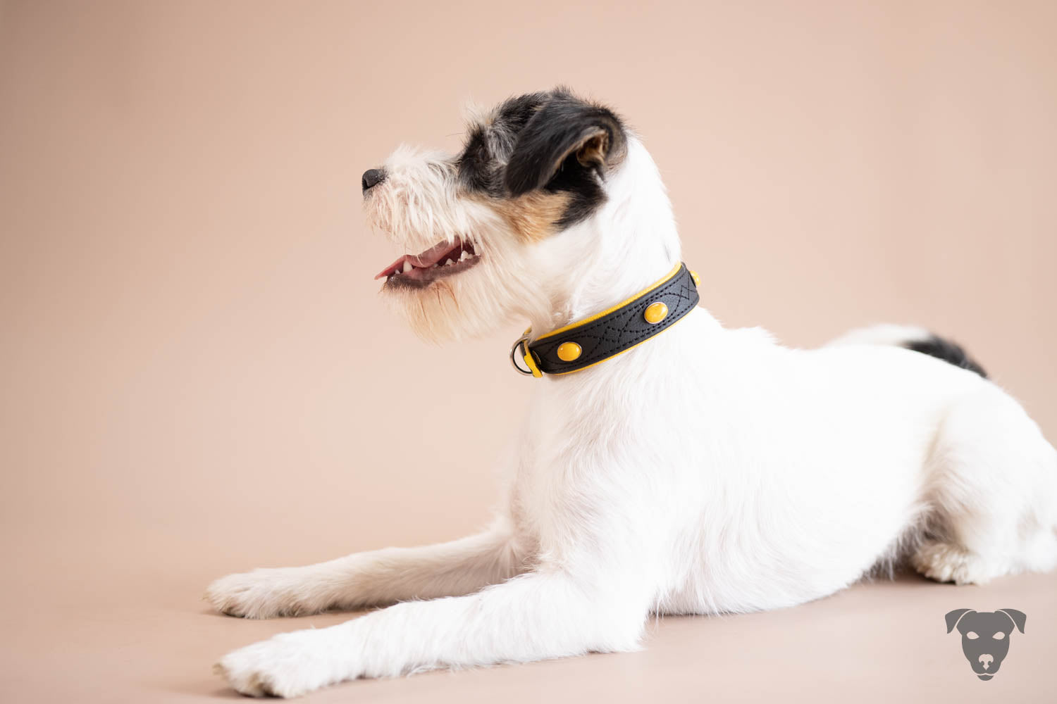 Hundehalsband feinst bestickt, handgefertigte Hundehalsbänder aus Meisterhand. Fettleder Halsband, Riemen Halsband oder klassisches Nappa Halsband, mit Lasergravur, Heiß Geprägt oder feinst bestickt, handmade-4-dogs, Hundehalsband mit echten Edelsteinen, Morticia, Evangeline of Green Spirits