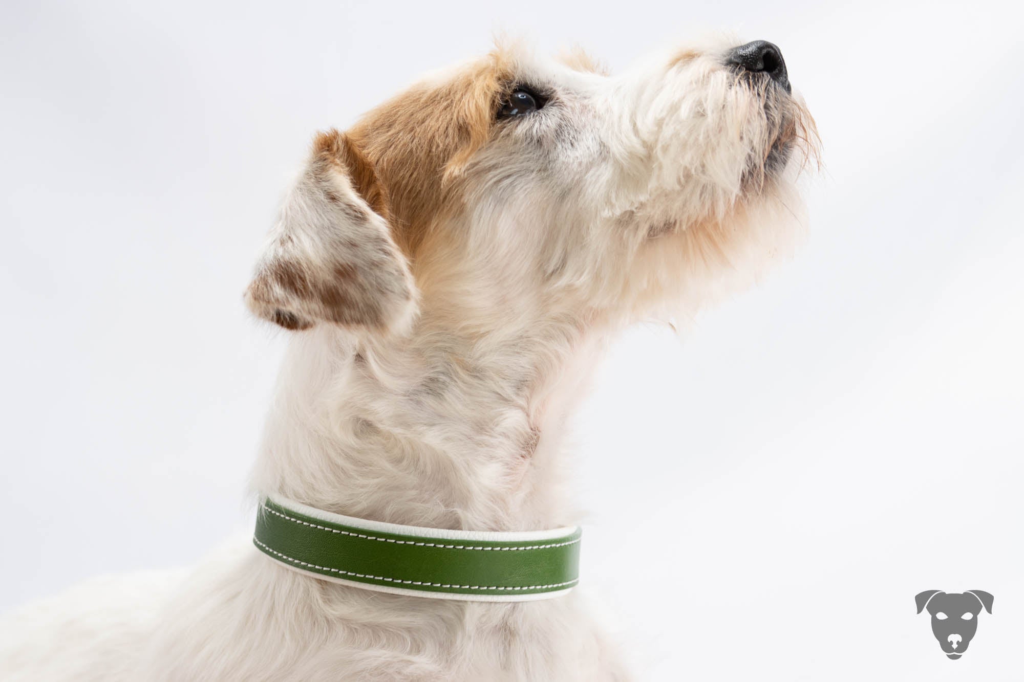 Riemen Halsband, Hunde Halsband handgefertigt, Halsband Konfigurator, DIY Hundehalsband, Riemen Halsband  handmade-4-dogs, Green Spirits di Sopravento, of green Spirits, Terrier Halsband, Halsband für Parson Russell Terrier