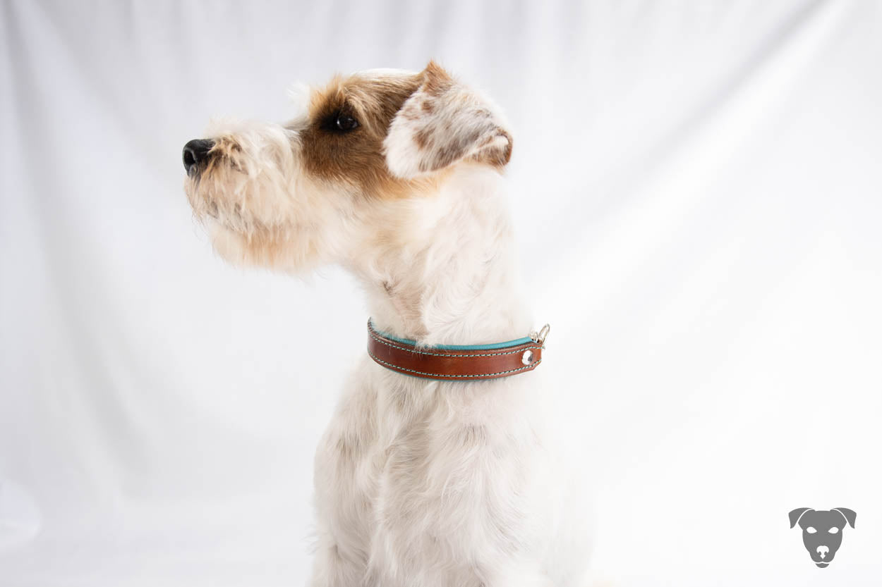 Riemen Halsband, Hunde Halsband handgefertigt, Halsband Konfigurator, DIY Hundehalsband, Riemen Halsband  handmade-4-dogs, Green Spirits di Sopravento, of Green Spirits, Terrier Halsband, Parson Russell Terrier